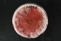 Fusarium praegraminearum image