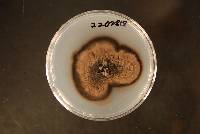 Capronia epimyces image