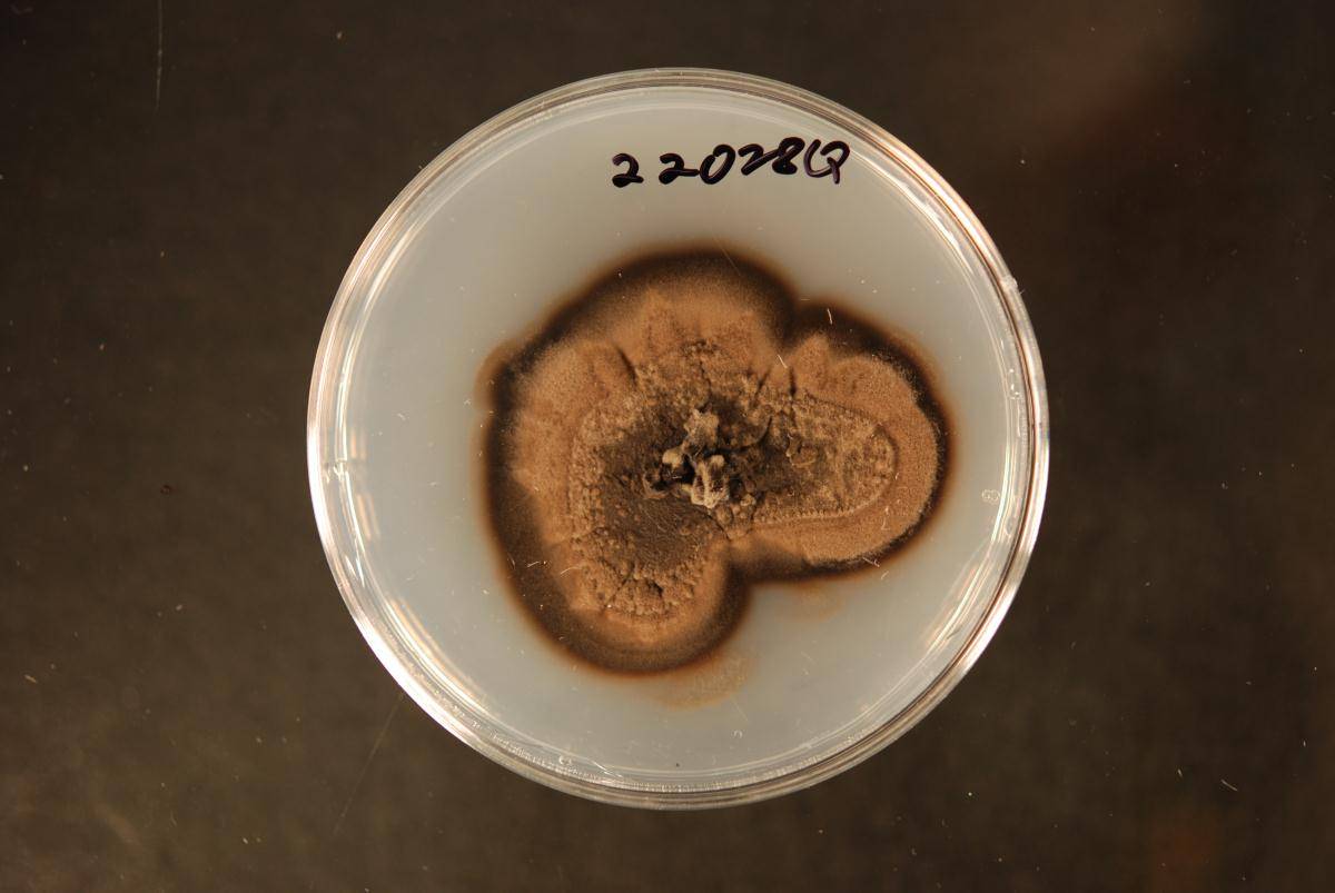 Capronia epimyces image