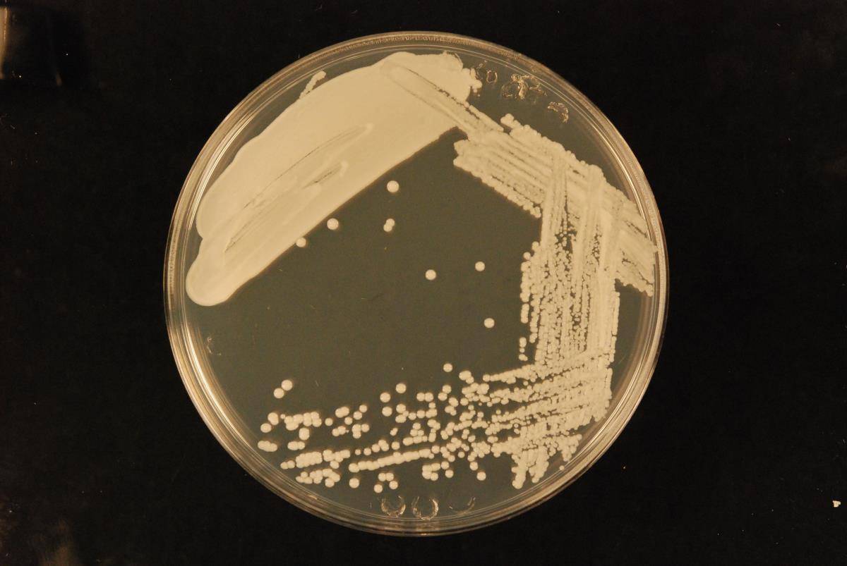 Wickerhamomyces image
