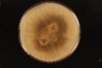 Colletotrichum fructicola image