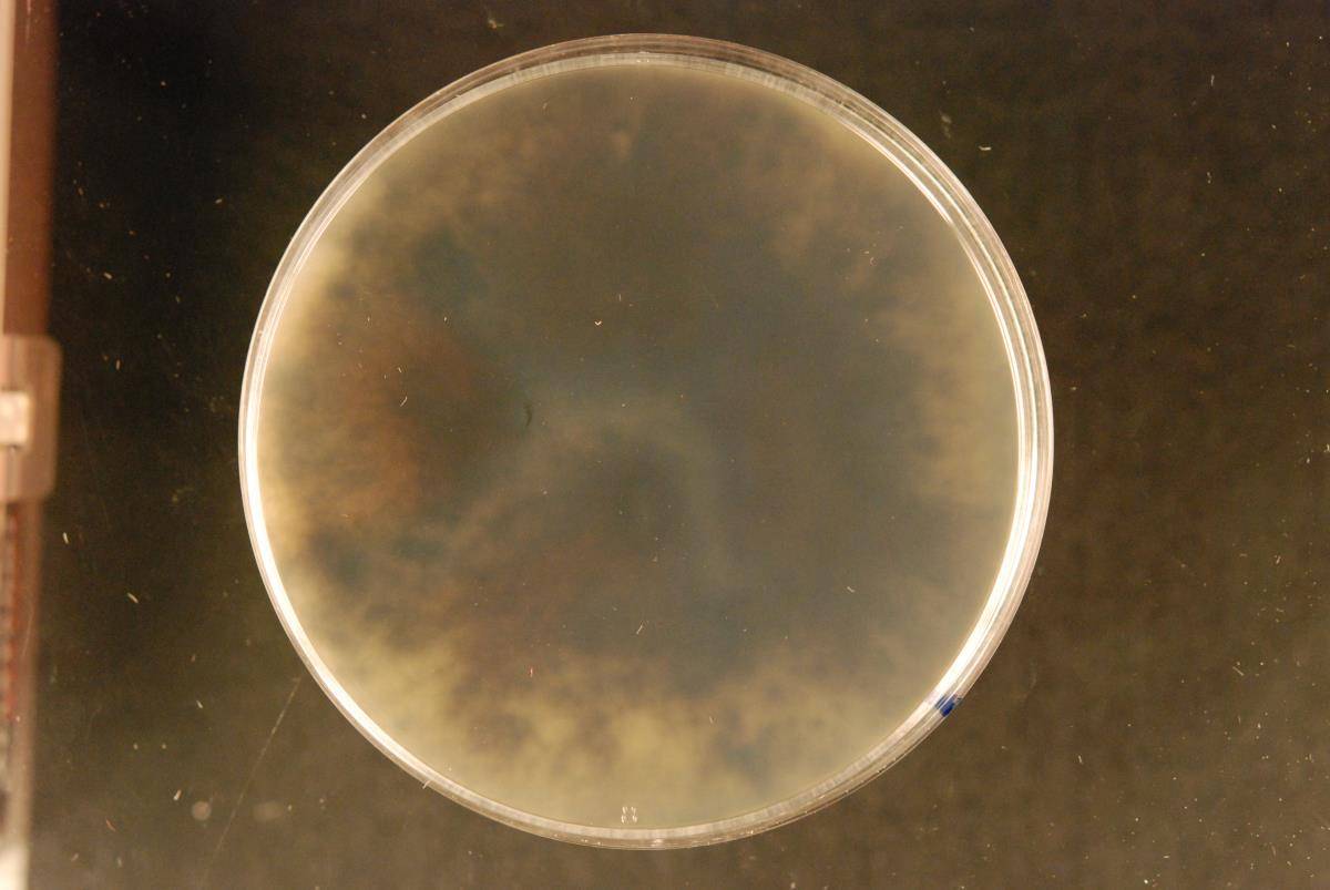 Lasiodiplodia pseudotheobromae image
