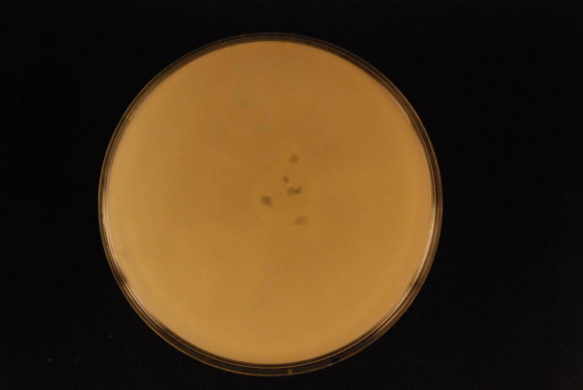 Trichoderma atroviride image