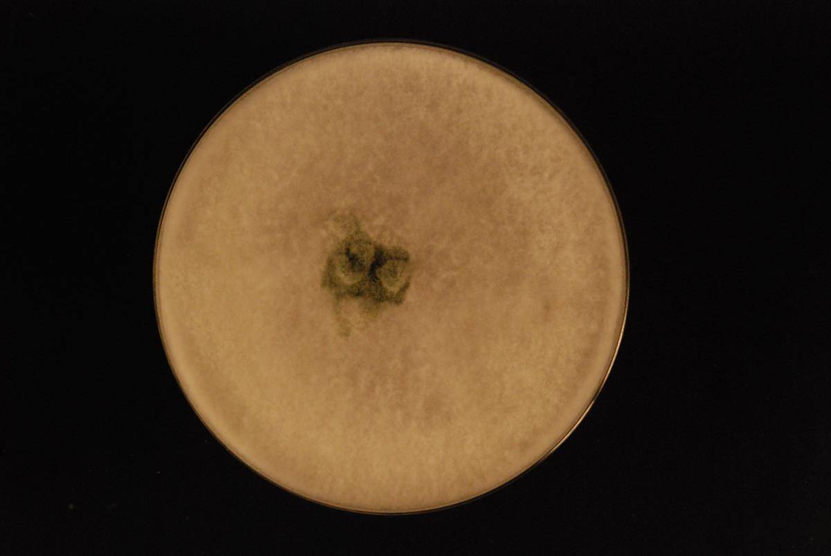 Trichoderma atroviride image