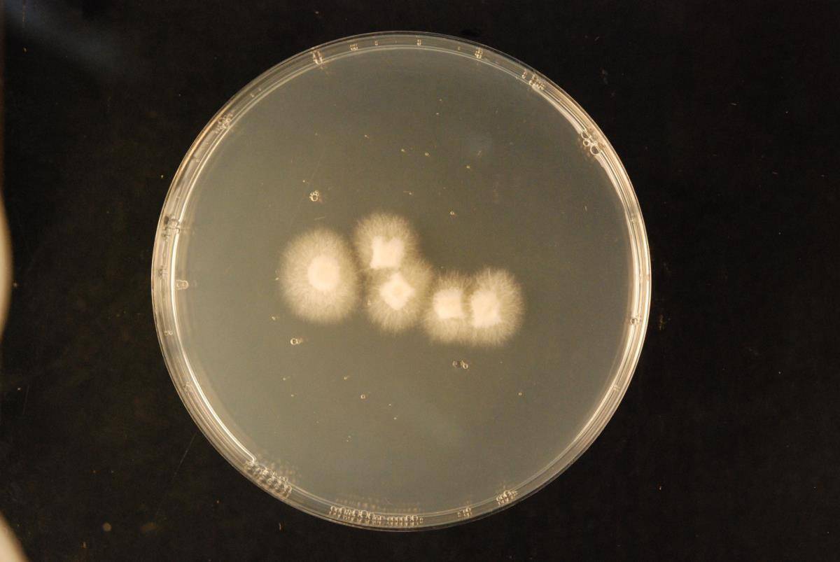 Hericium novae-zealandiae image
