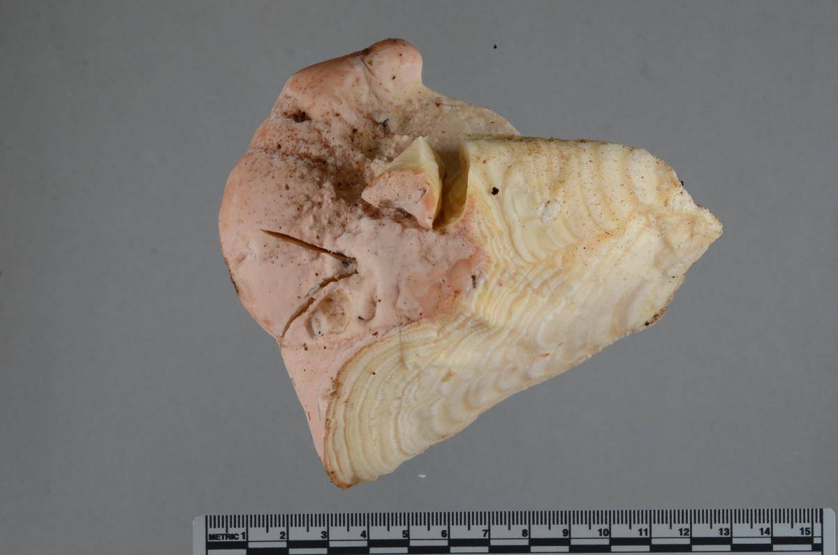 Trametes nivosa image