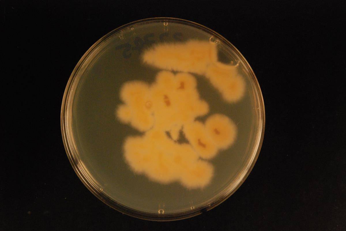 Beauveria malawiensis image