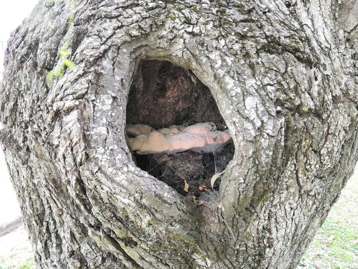 Trametes nivosa image