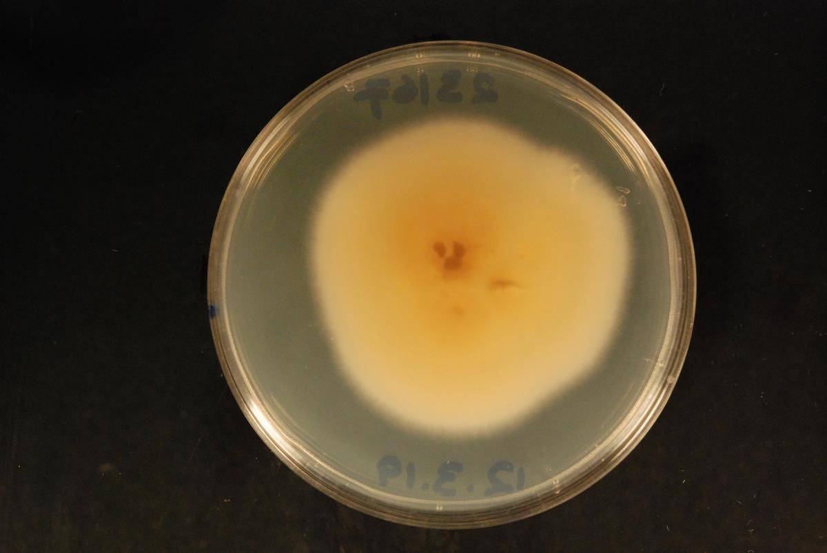 Paraphaeosphaeria image