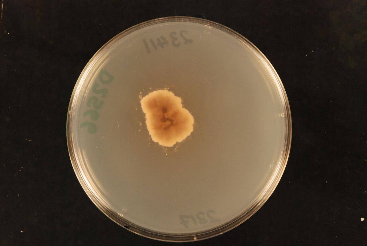Erioscyphella image