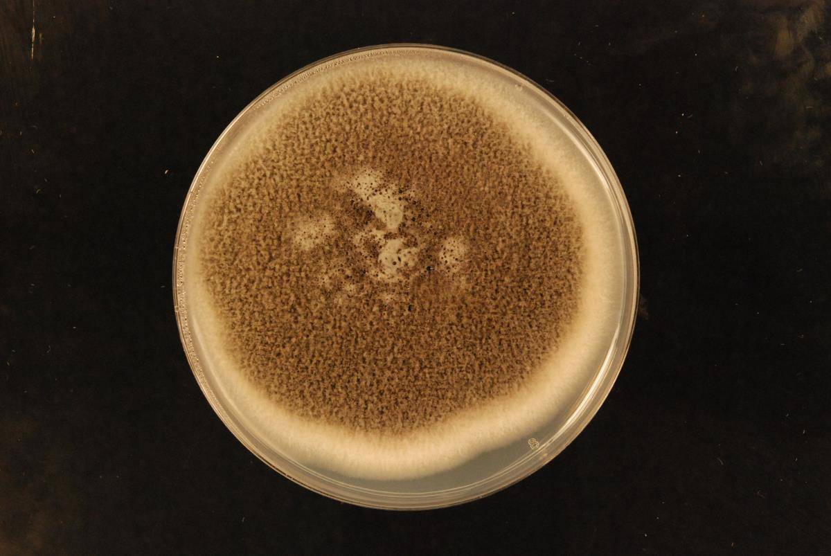 Colletotrichum fioriniae image