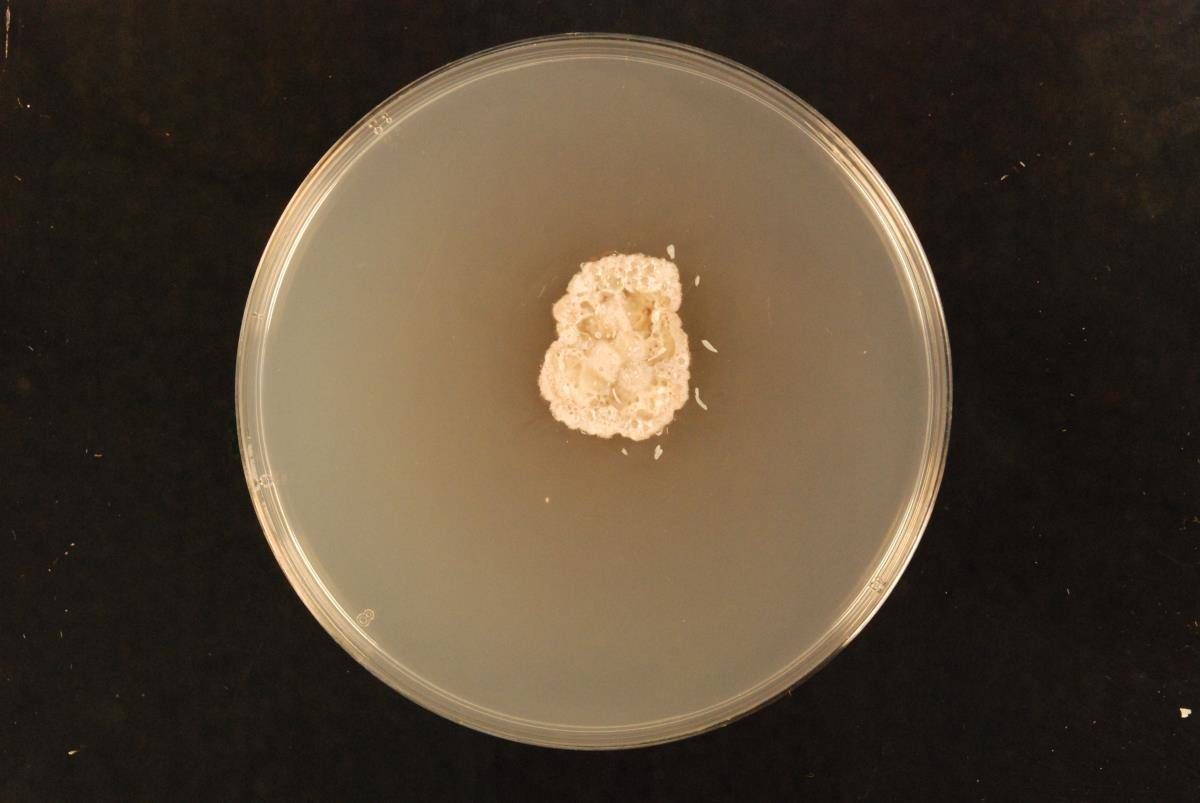 Erioscyphella image