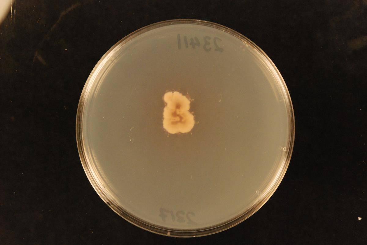 Erioscyphella image