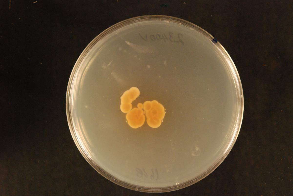 Erioscyphella image