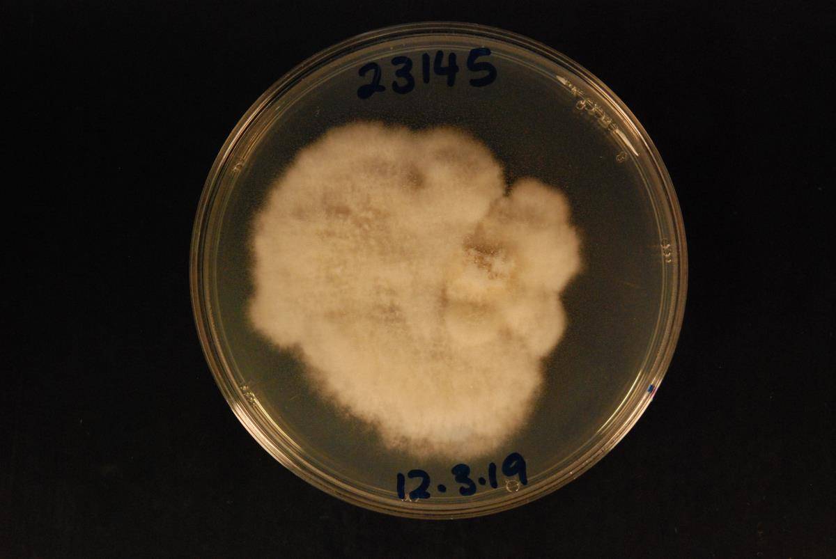 Pestalotiopsis image