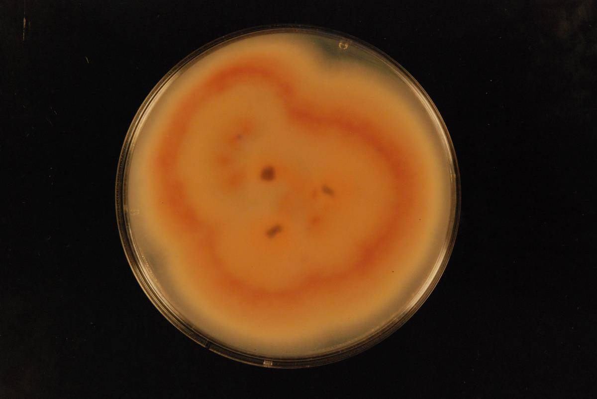 Colletotrichum fioriniae image