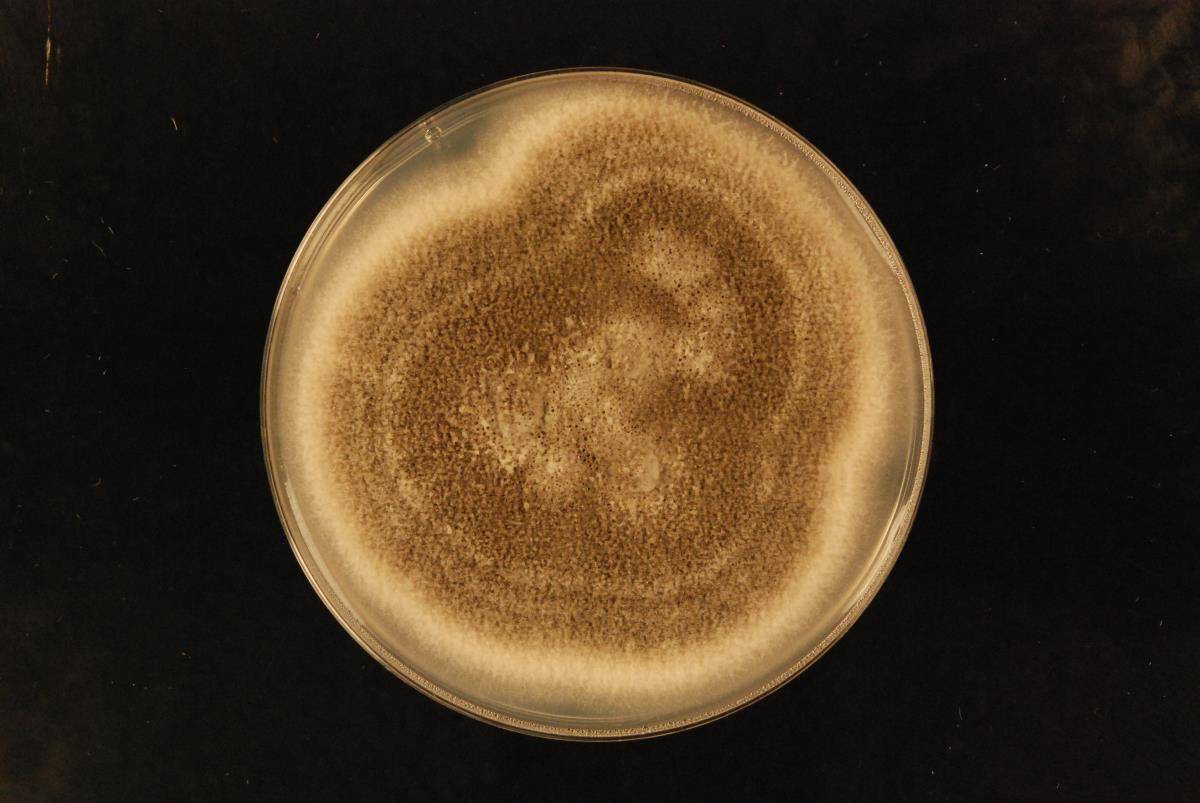 Colletotrichum fioriniae image