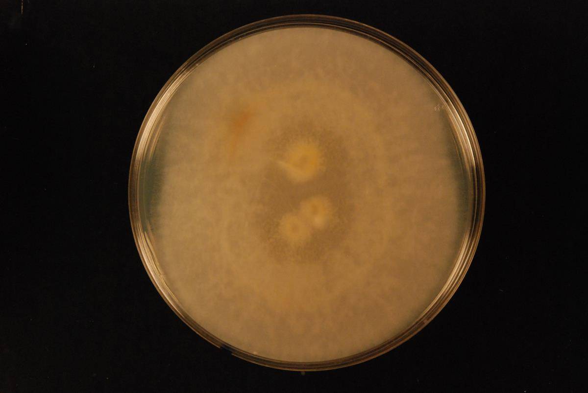 Endothiella image