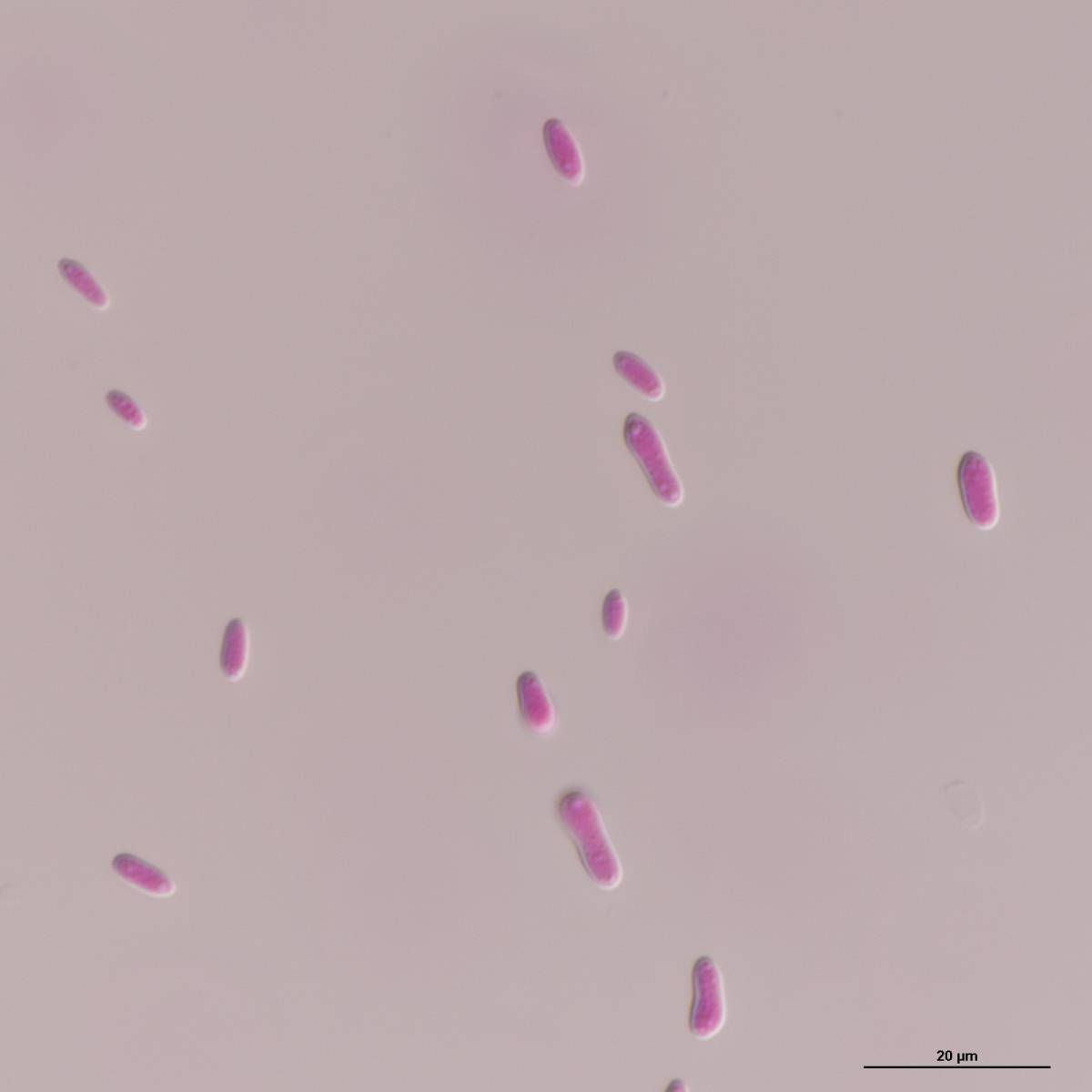 Sydowia polyspora image