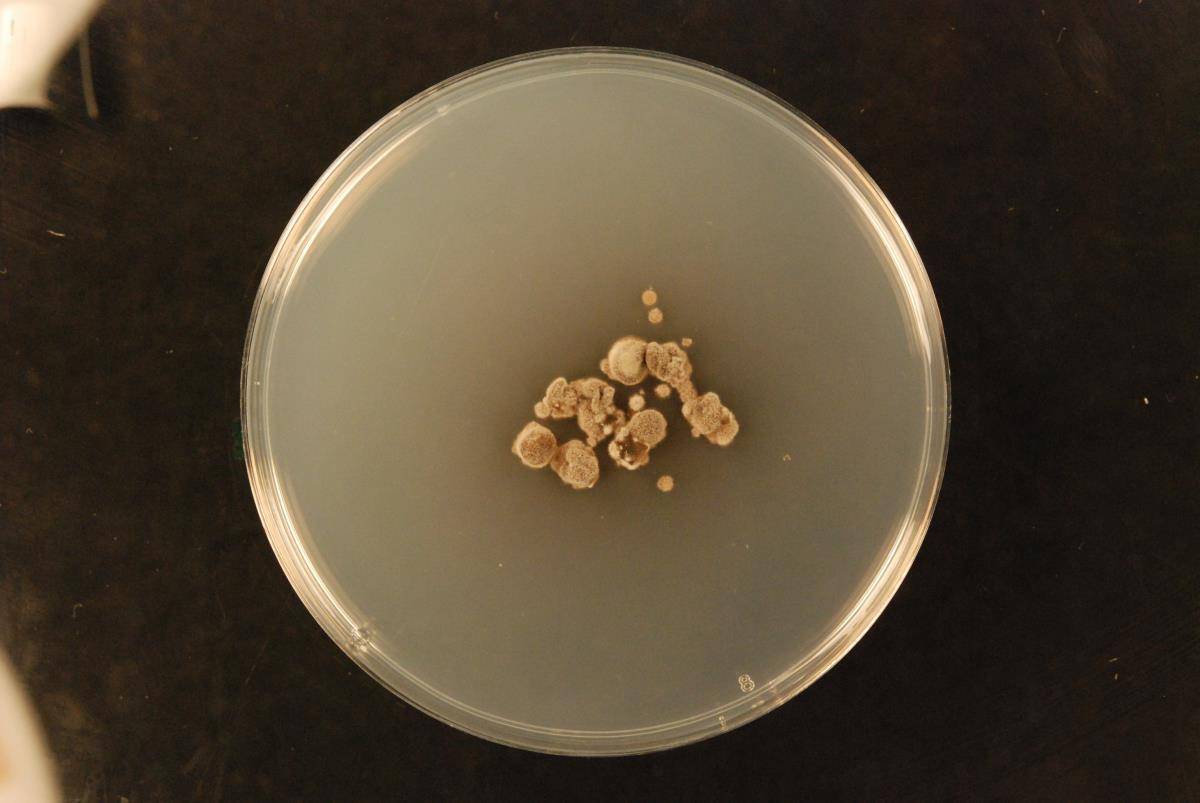 Cercospora carotae image