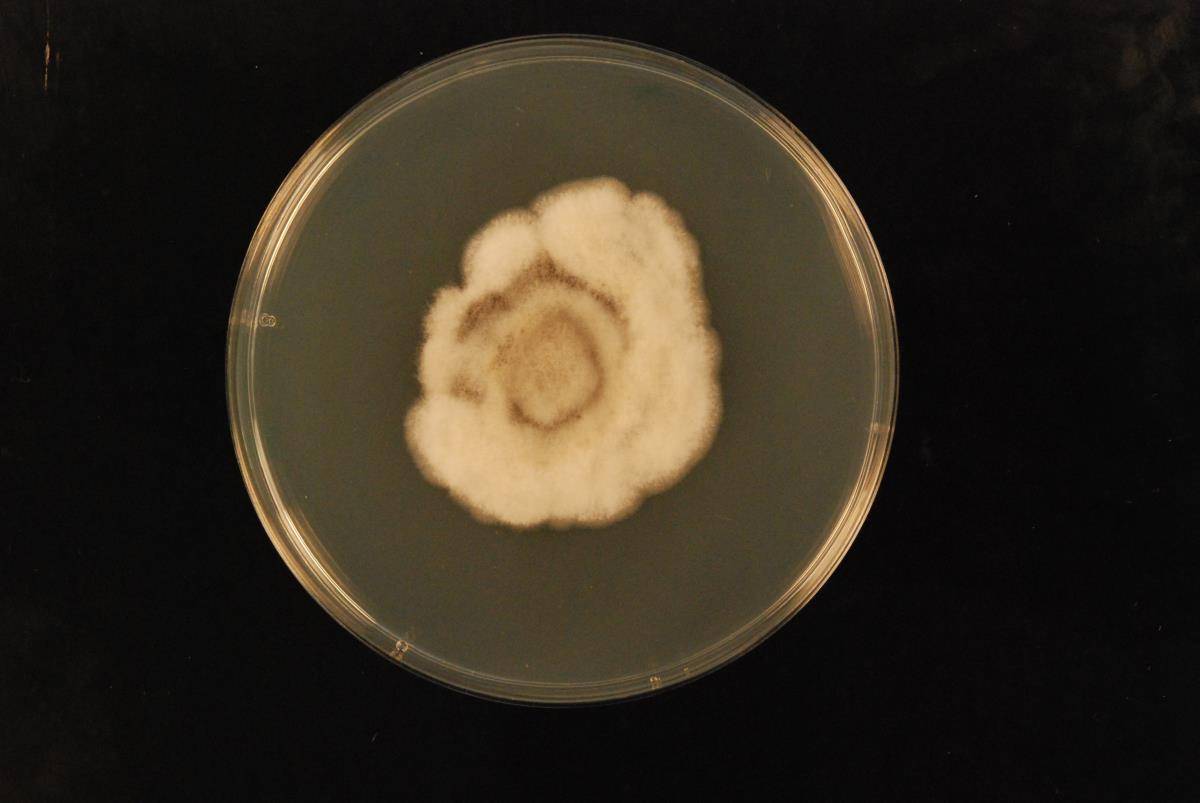 Colletotrichum kahawae image
