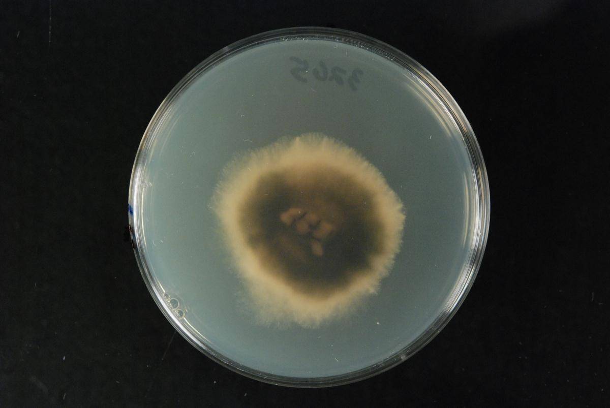 Cochliobolus heterostrophus image