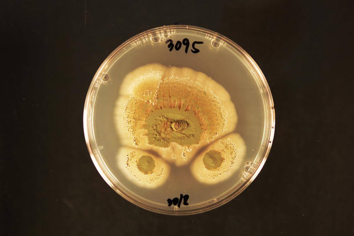 Metarhizium novozealandicum image