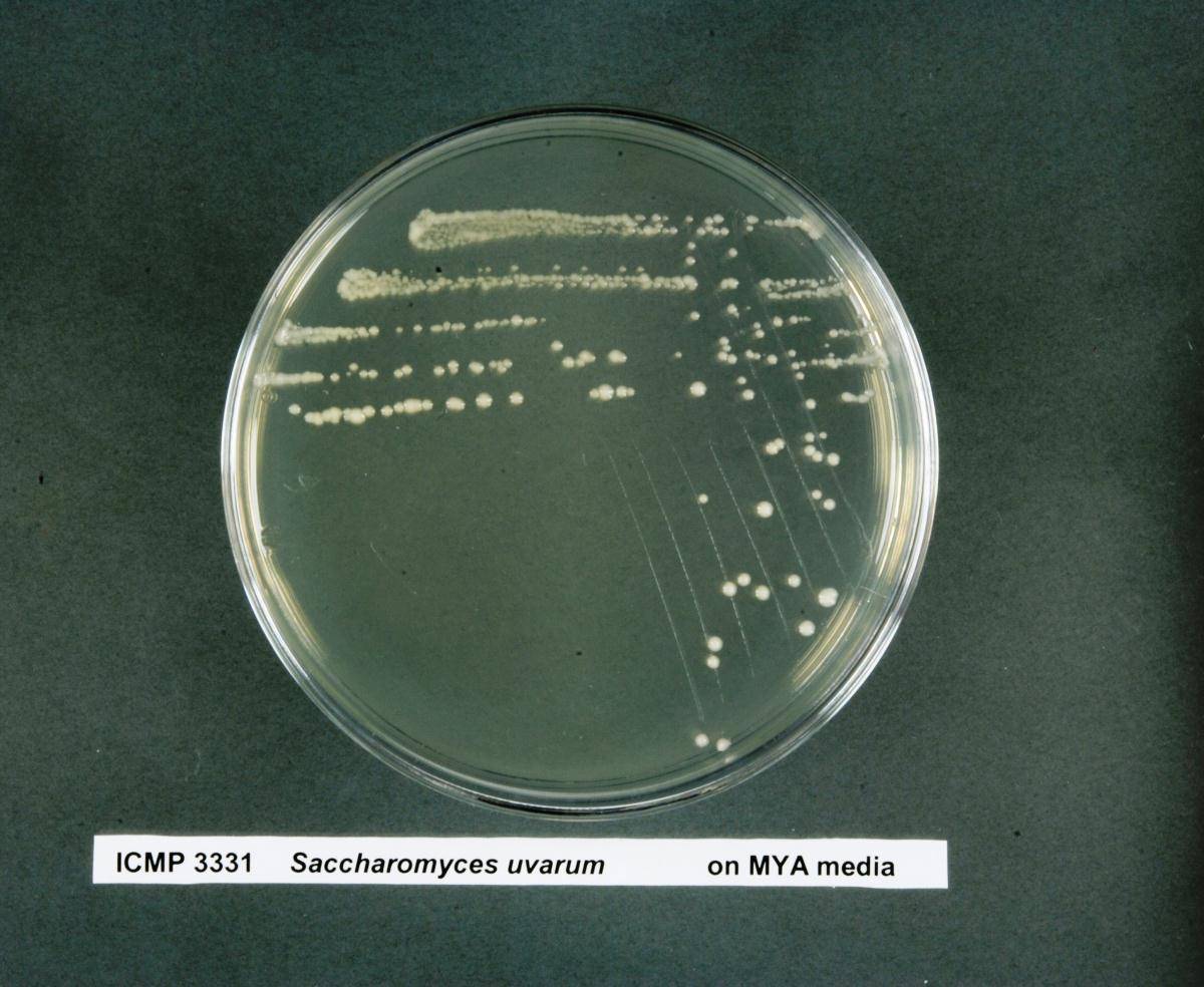 Saccharomyces uvarum image