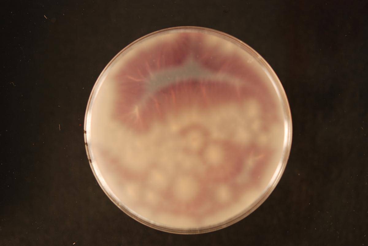 Fusarium oxysporum image