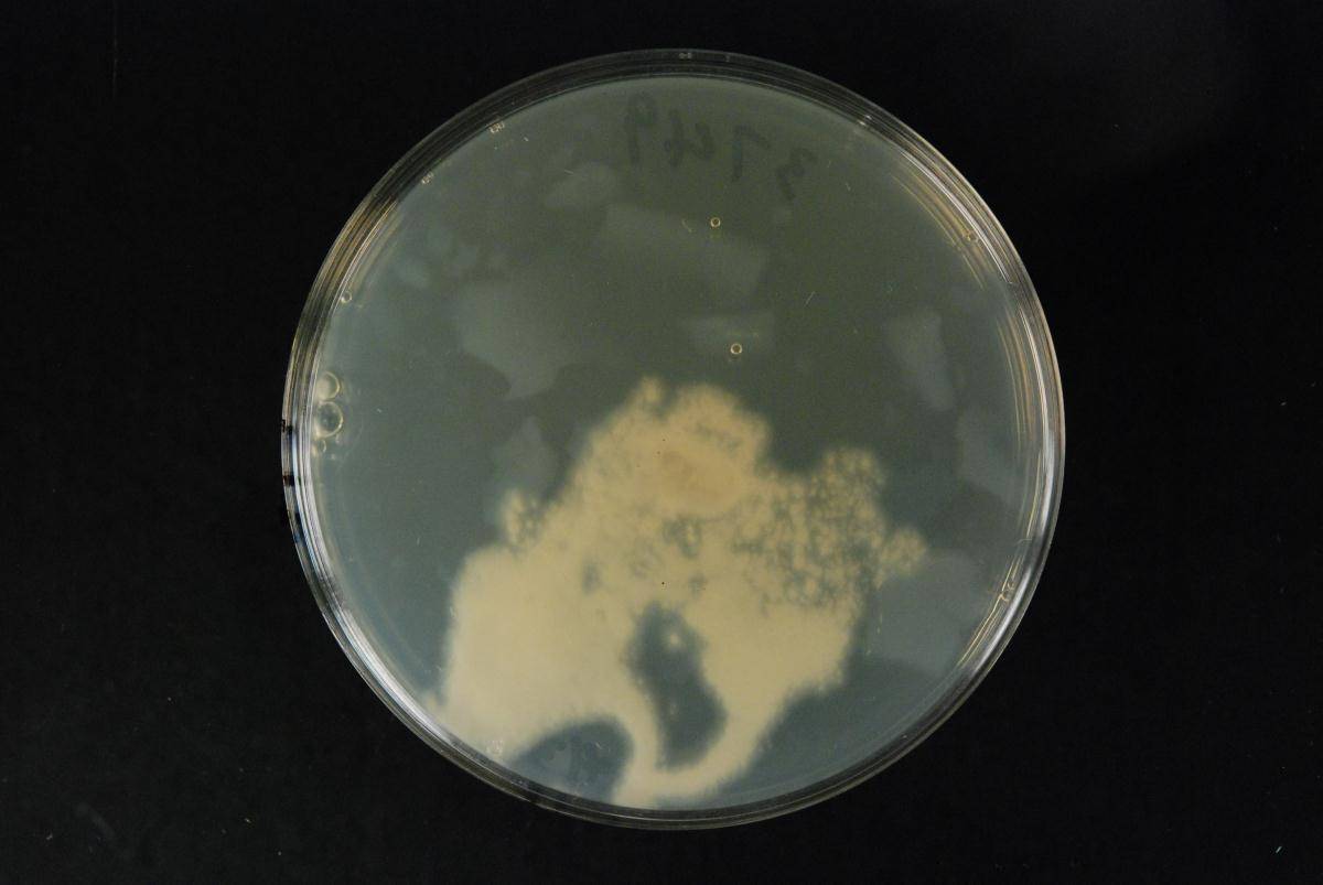 Fusarium oxysporum image