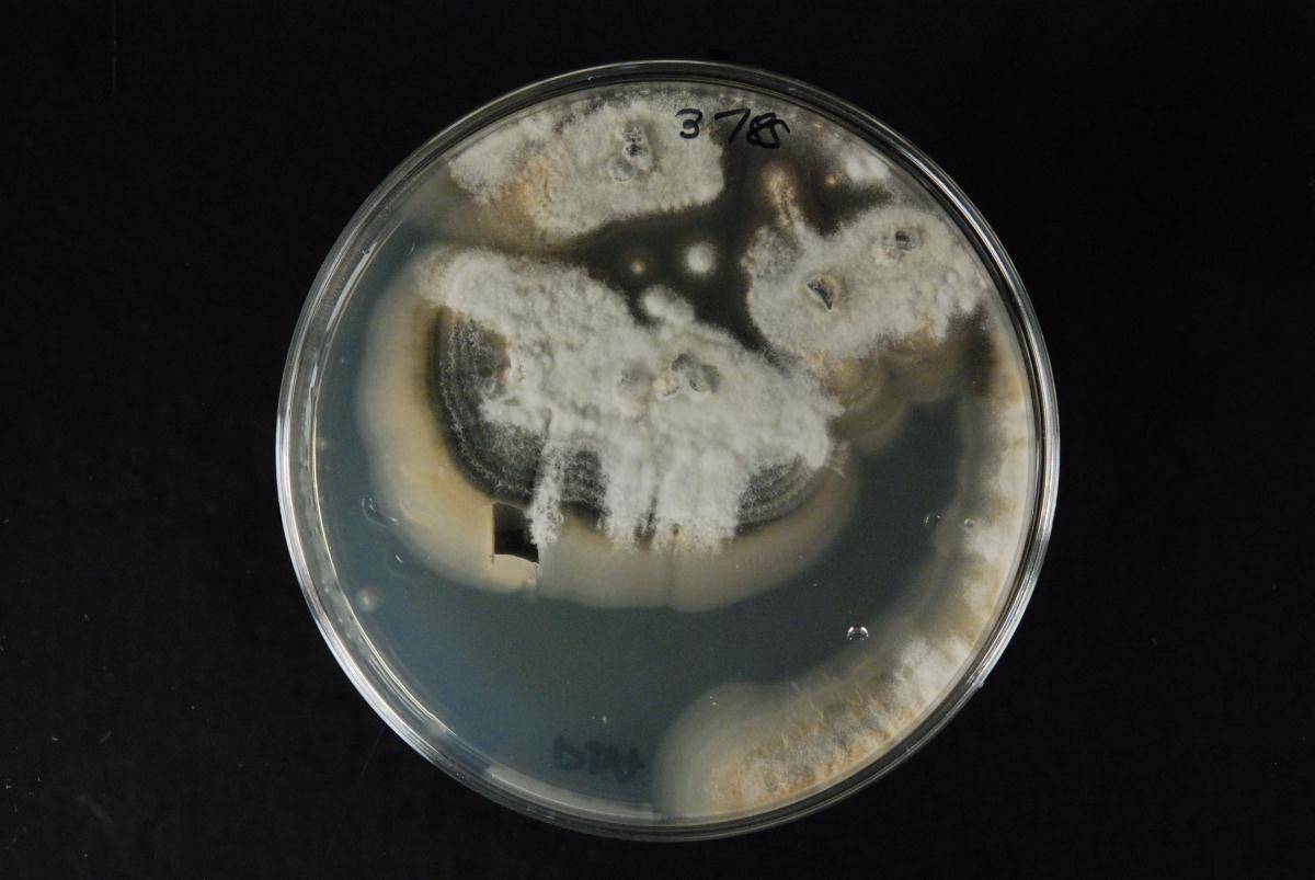 Gibellulopsis nigrescens image