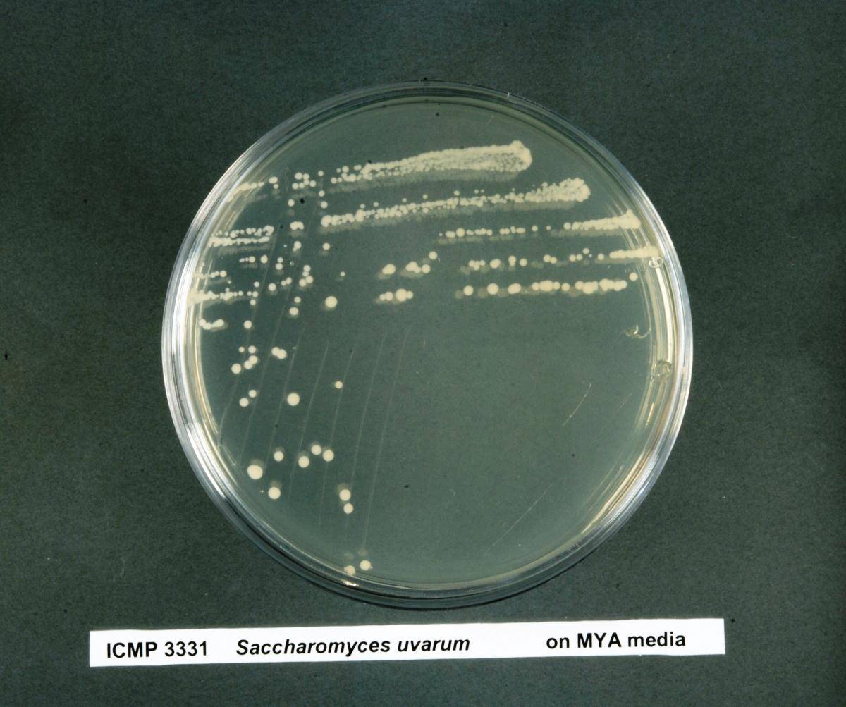 Saccharomyces uvarum image