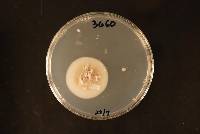 Image of Isthmolongispora ampulliformis