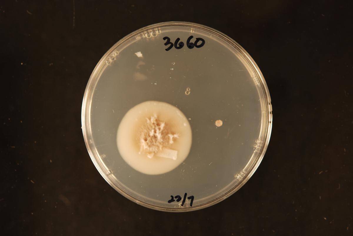 Isthmolongispora ampulliformis image