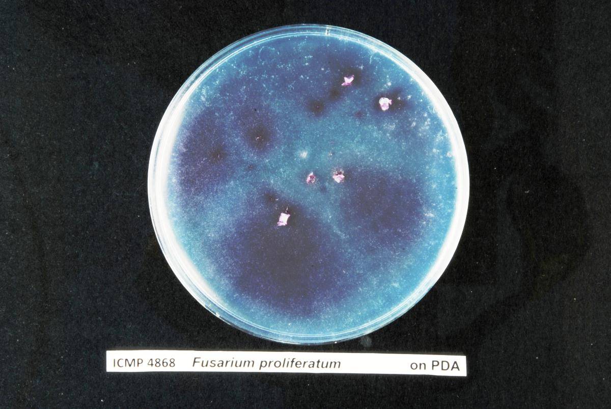 Fusarium proliferatum image