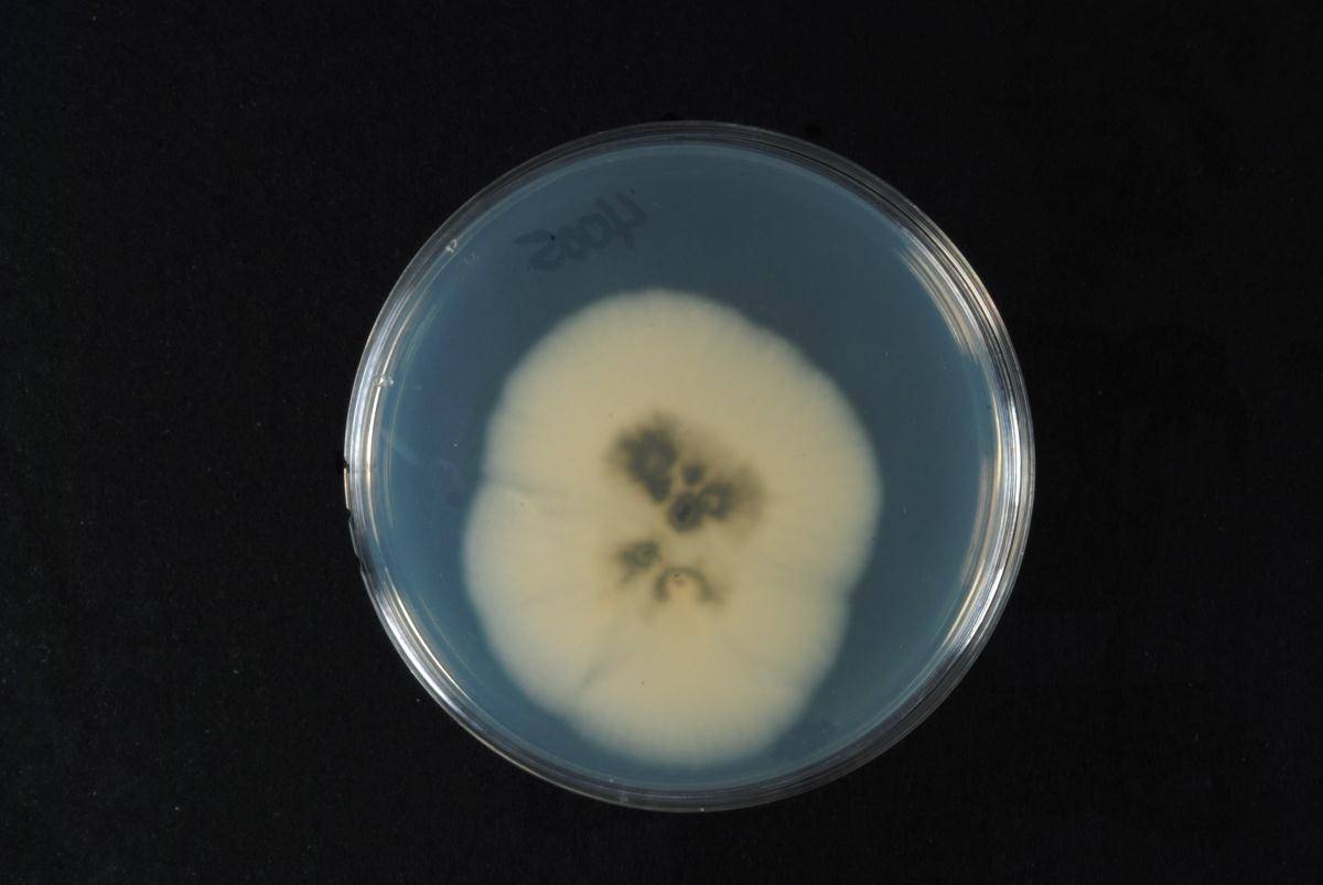 Sporothrix stenoceras image