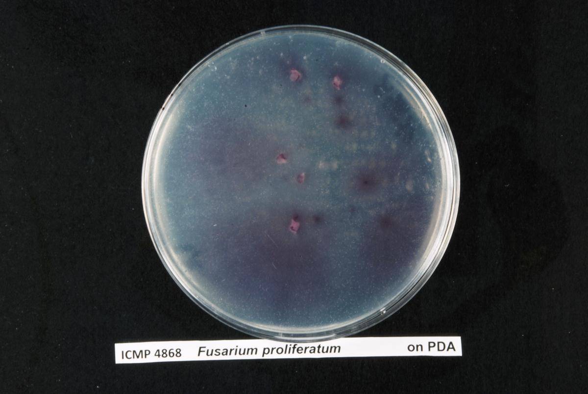 Fusarium proliferatum image