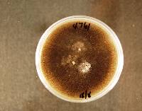 Colletotrichum spaethianum image