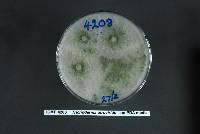 Trichoderma atroviride image