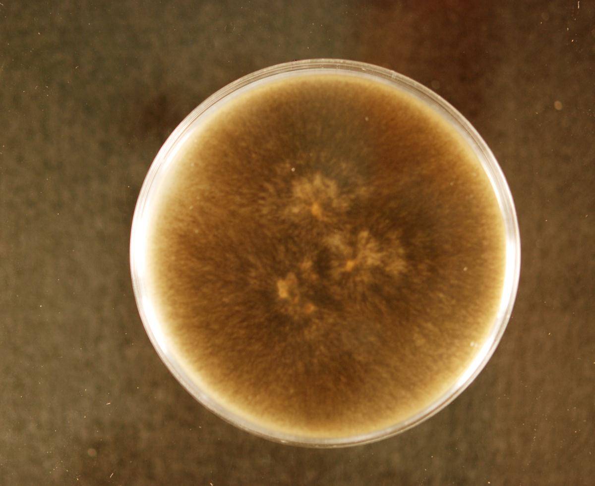 Colletotrichum spaethianum image
