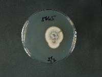 Penicillium janthinellum image