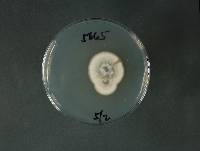 Penicillium janthinellum image
