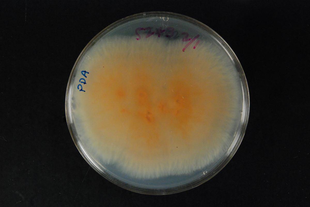 Gibberella avenacea image
