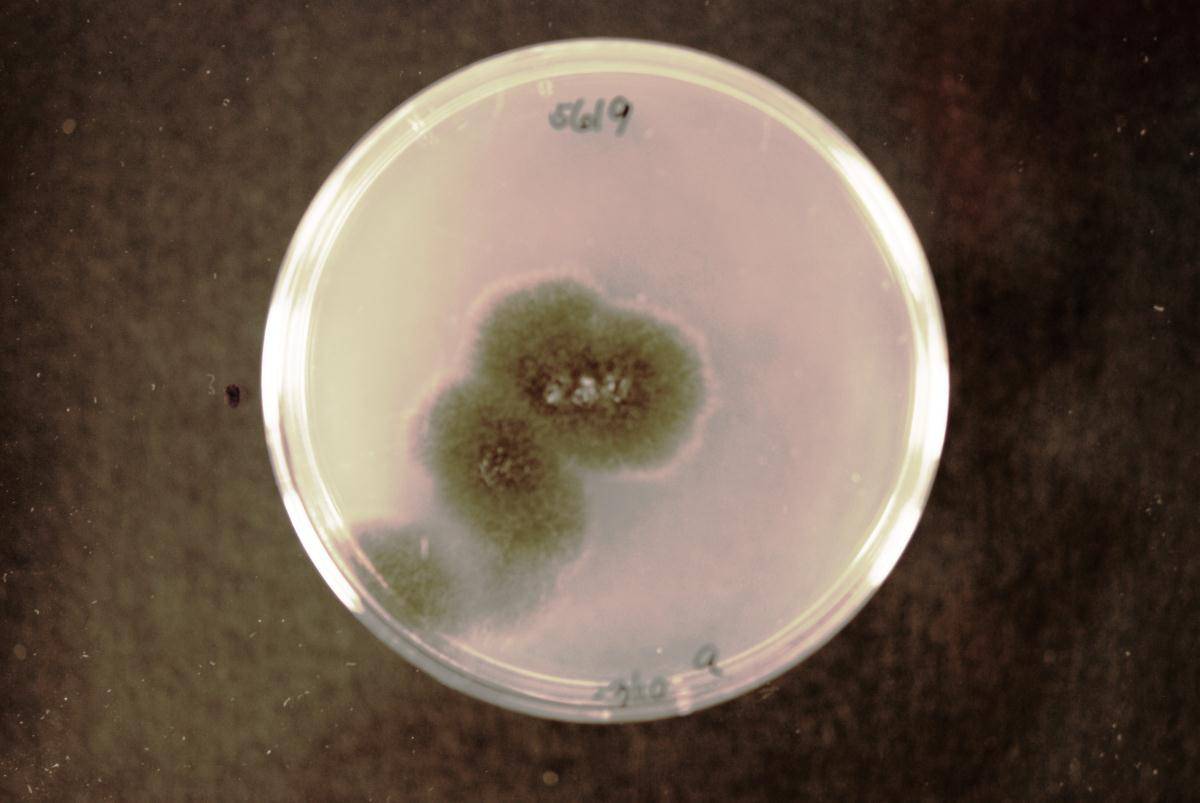 Alternaria radicina image