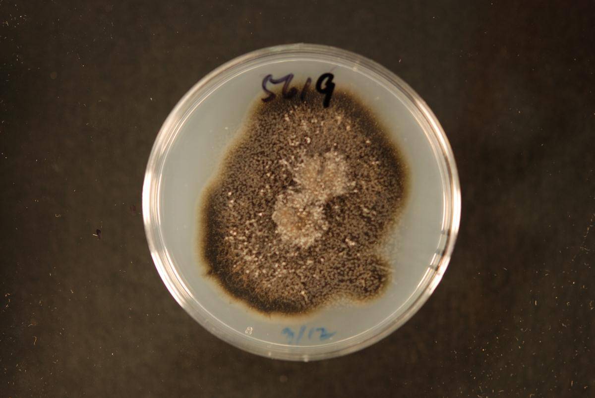 Alternaria radicina image