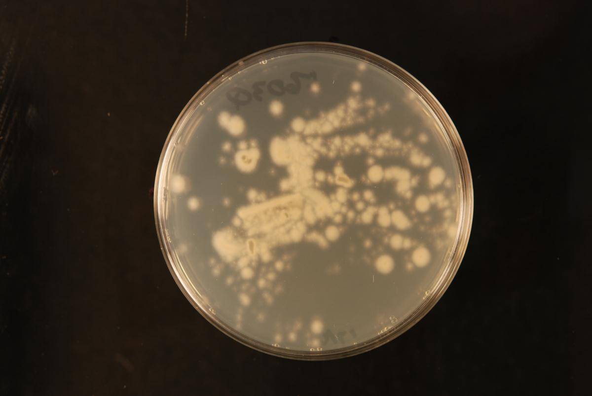 Emericella nidulans image