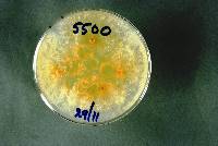 Hypomyces dactylarioides image