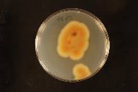 Penicillium glabrum image