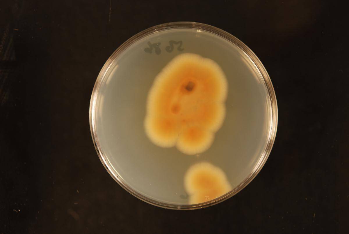 Penicillium glabrum image