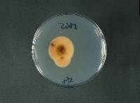 Penicillium janthinellum image